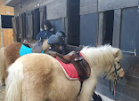 Horse in the City thumb 7